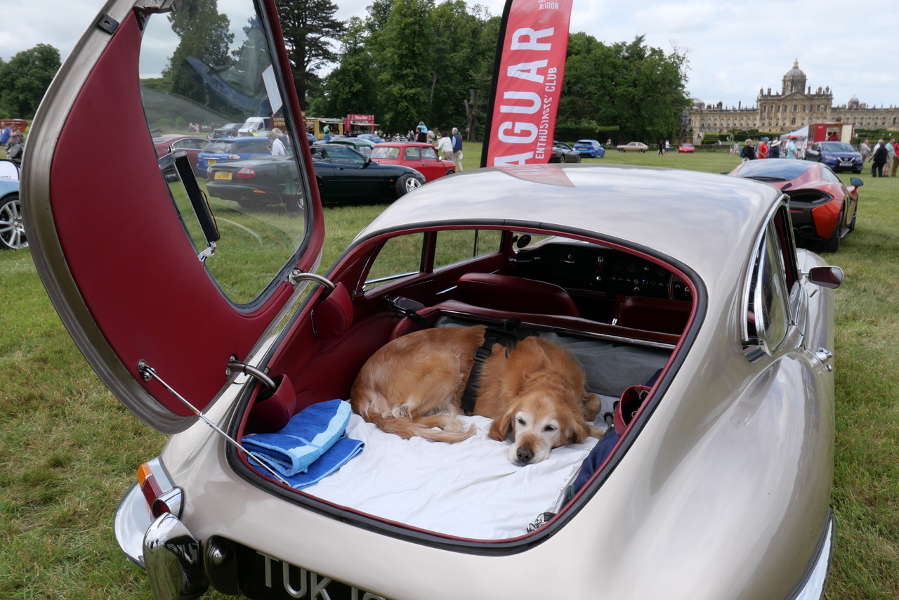 TUK 129F at a Jaguar Enthusiasts Club show, viewed from the rear with its boot open, red interior visible and a golden retriever resting inside